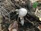 Szürke tölcsérgomba (Clitocybe nebularis), Pilis